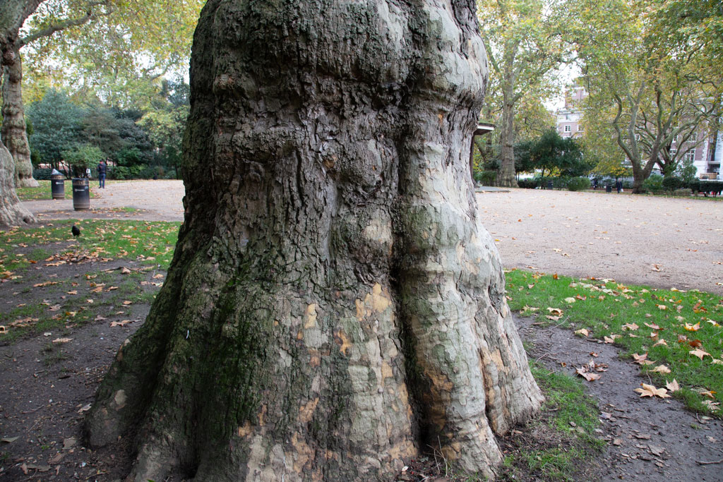 Lincoln's Inn Fields, London WC2.