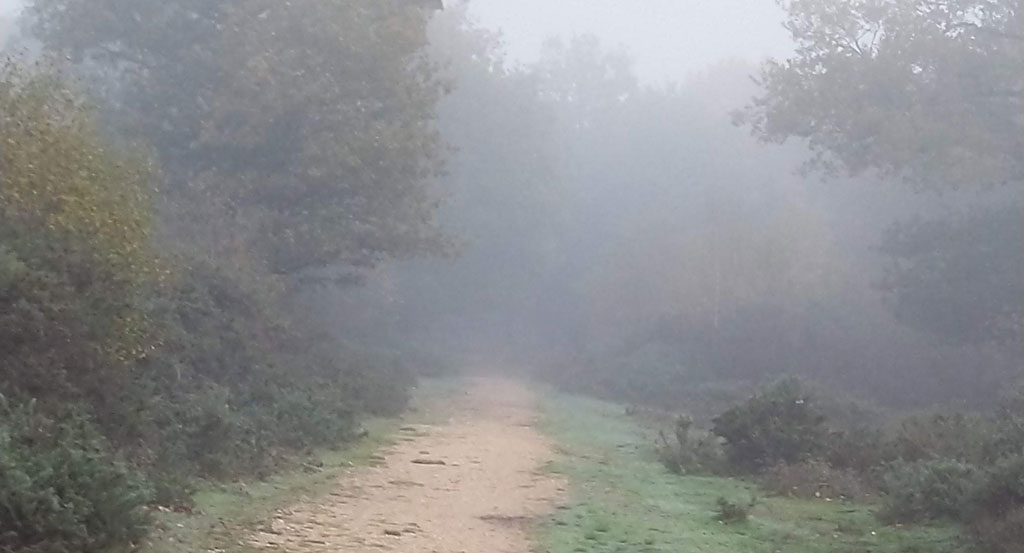 Black Park in Buckinghamshire