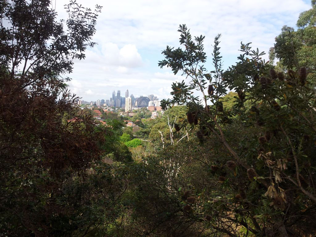View of North Sydney and Sydney, from Bent St, North Sydney