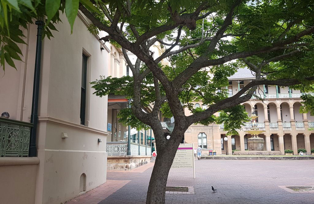 Rear of Sydney Hospital, Macquarie St, Sydney